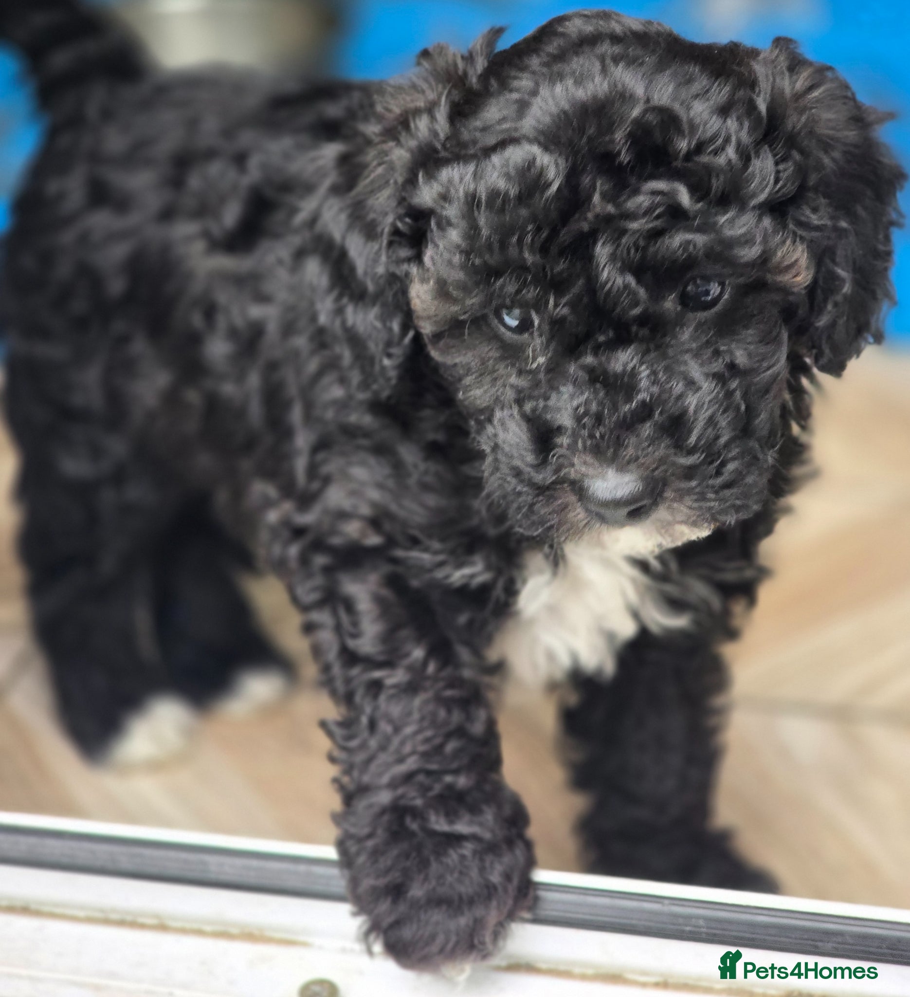 Cavapoo dogs F1b Dna health tested cavapoos - Advert 1