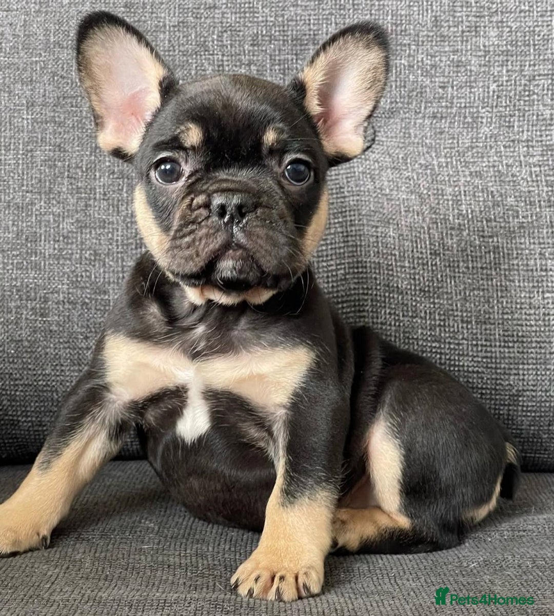 French Bulldog dogs for sale: Family Raised French Bulldog Puppies- Vet Approved - Image 6