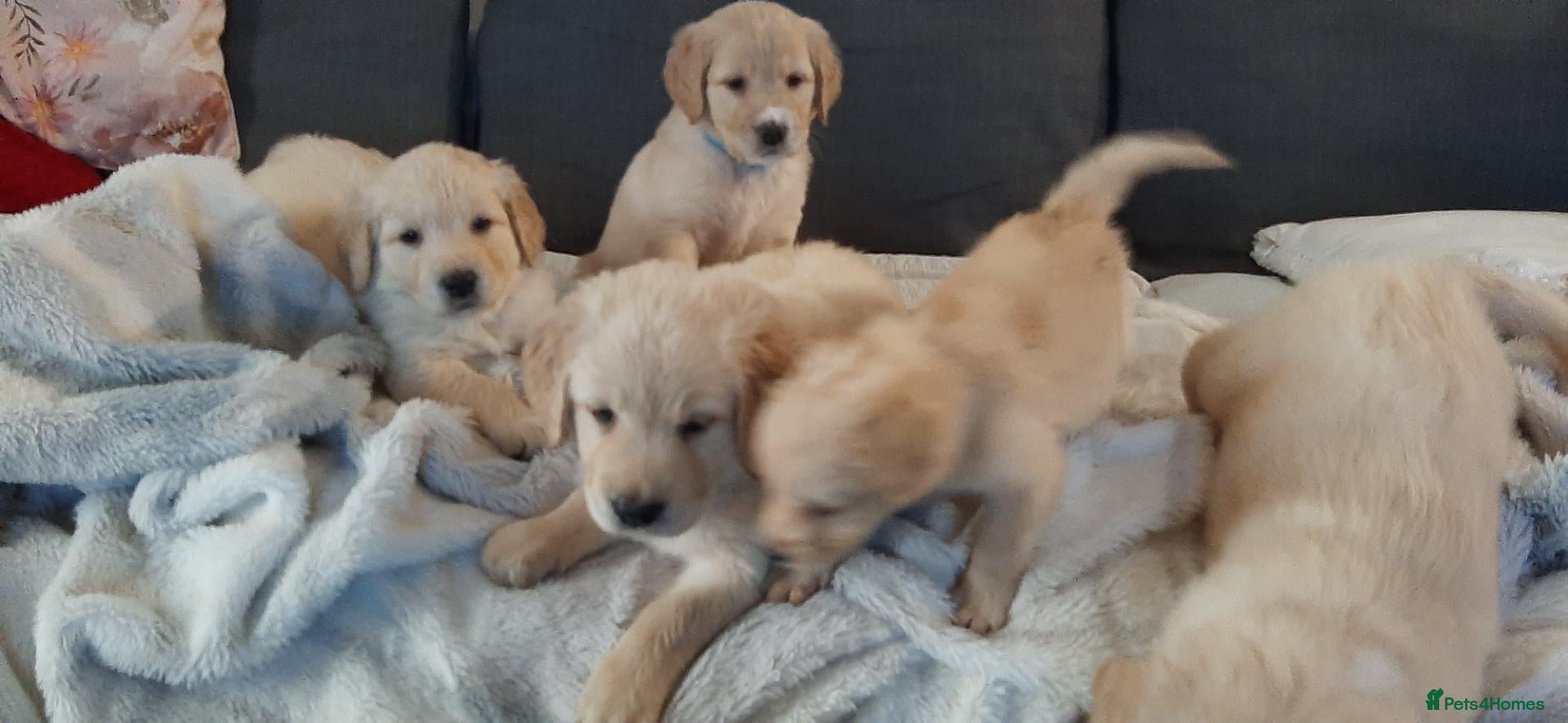 Mixed Breed dogs for sale: Beautiful pyreeneans n golden retriever puppies - Advert 12