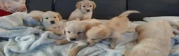 Mixed Breed dogs for sale: Beautiful pyreeneans n golden retriever puppies in Blackpool - Advert 1