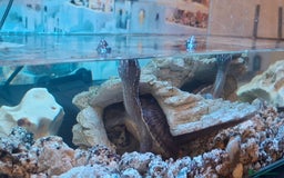 Turtle reptiles for sale: Musk Turtles  - Image 5