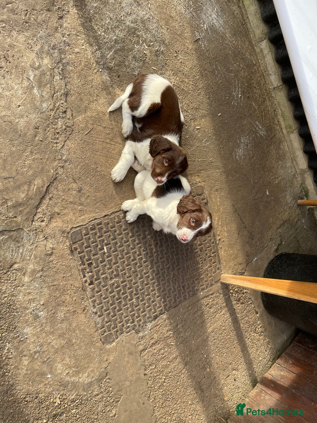 English Springer Spaniel dogs for sale: Gorgeous springer spaniel puppies  - Advert 3