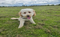 Cockapoo dogs for sale: Male Cockerpoo 2 year old - Image 7