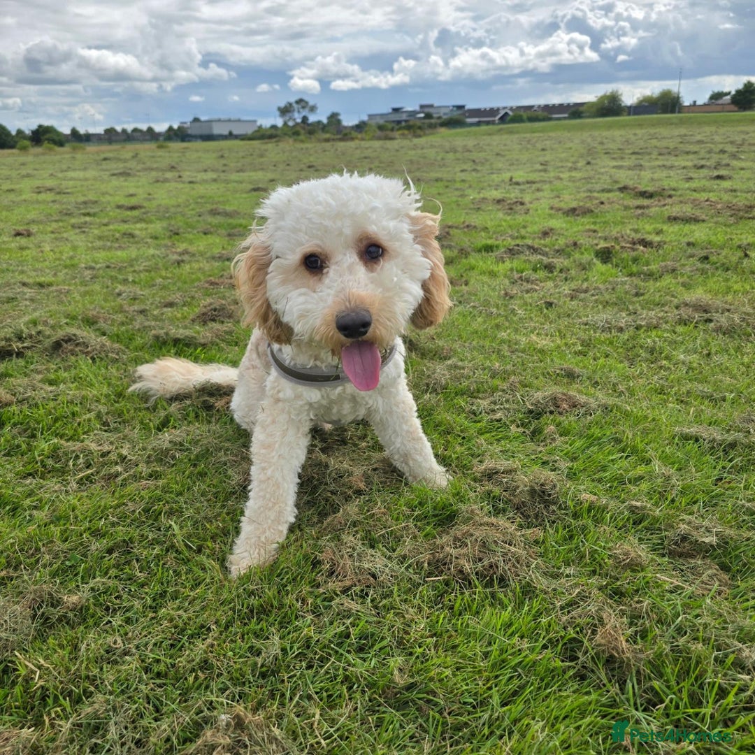 Cockapoo dogs for sale: Male Cockerpoo 2 year old - Image 7