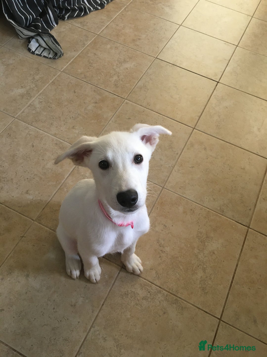 Mixed Breed dogs for sale: Huskador puppies (last little girl) in Shipley - Image 16