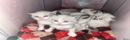 Ragdoll cats for sale: Beautiful Ragdoll kittens - Advert 1