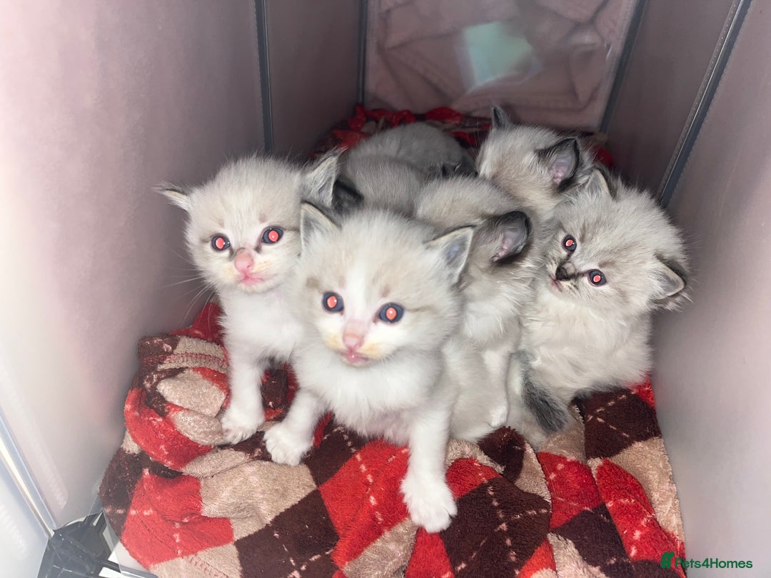 Ragdoll cats for sale: Beautiful Ragdoll kittens - Advert 1