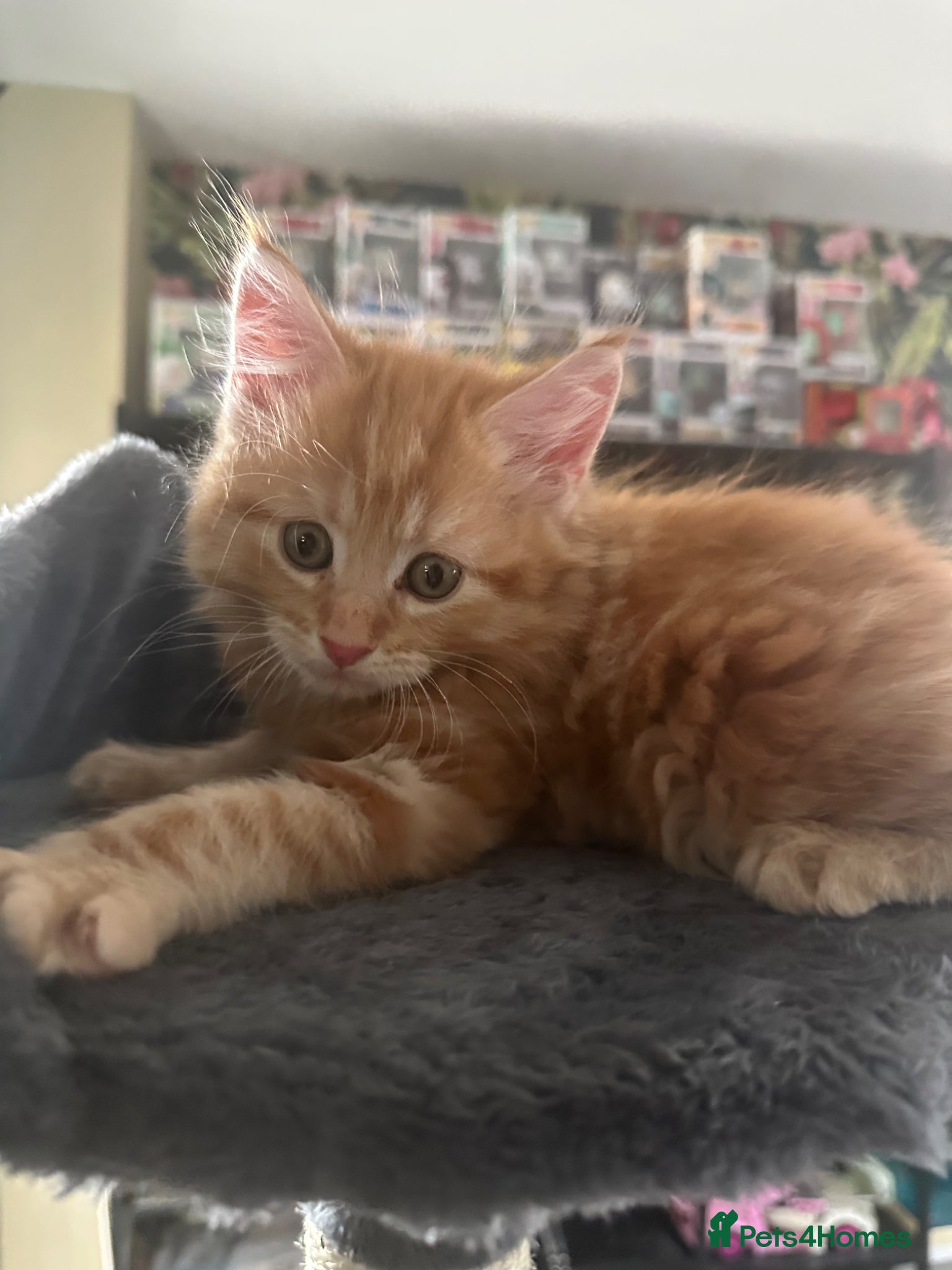 Mixed Breed cats Gorgeous boy ready to go now!! - Advert 2