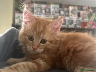 Mixed Breed cats Gorgeous boy ready to go now!! - Advert 2