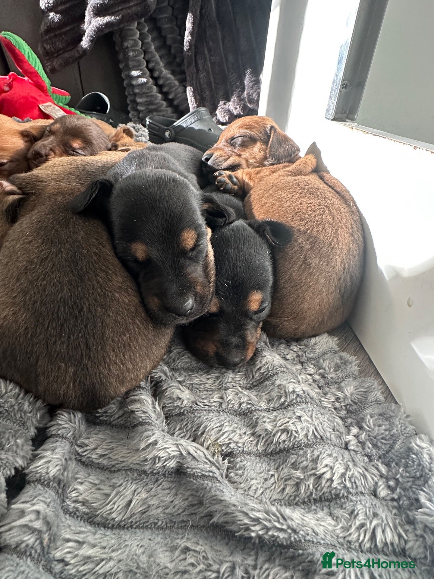 Mixed Breed dogs Stunning JR / Dachshund Pups - Advert 2