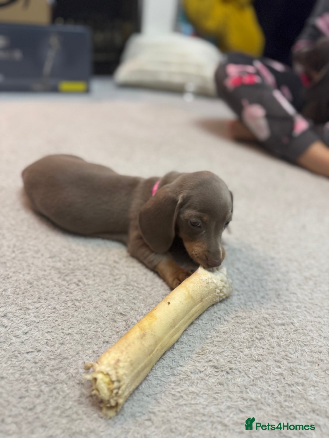 Miniature Dachshund dogs for sale: READY NOW  - Advert 2