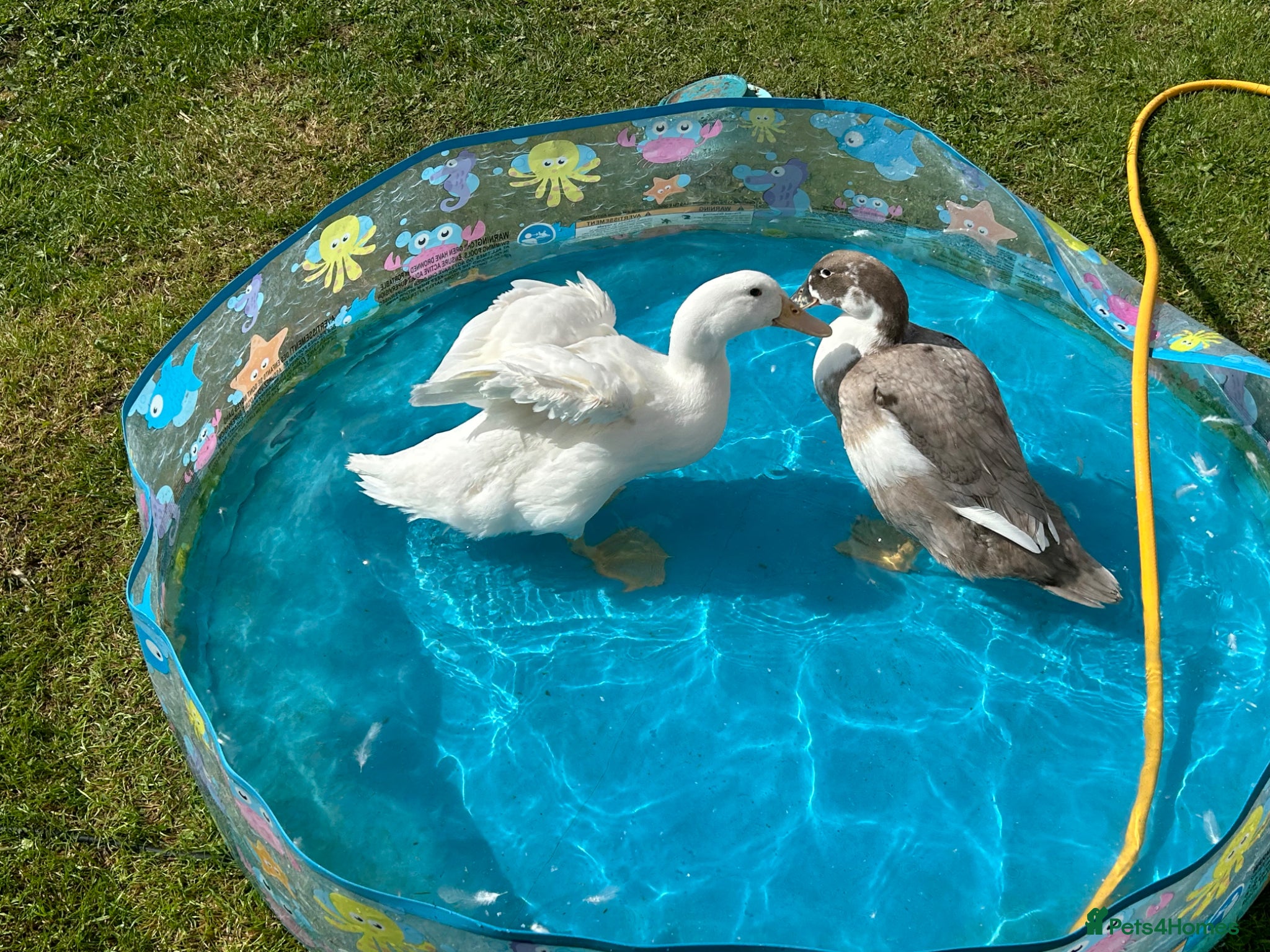 Ducks poultry 2 female ducks  - Advert 2