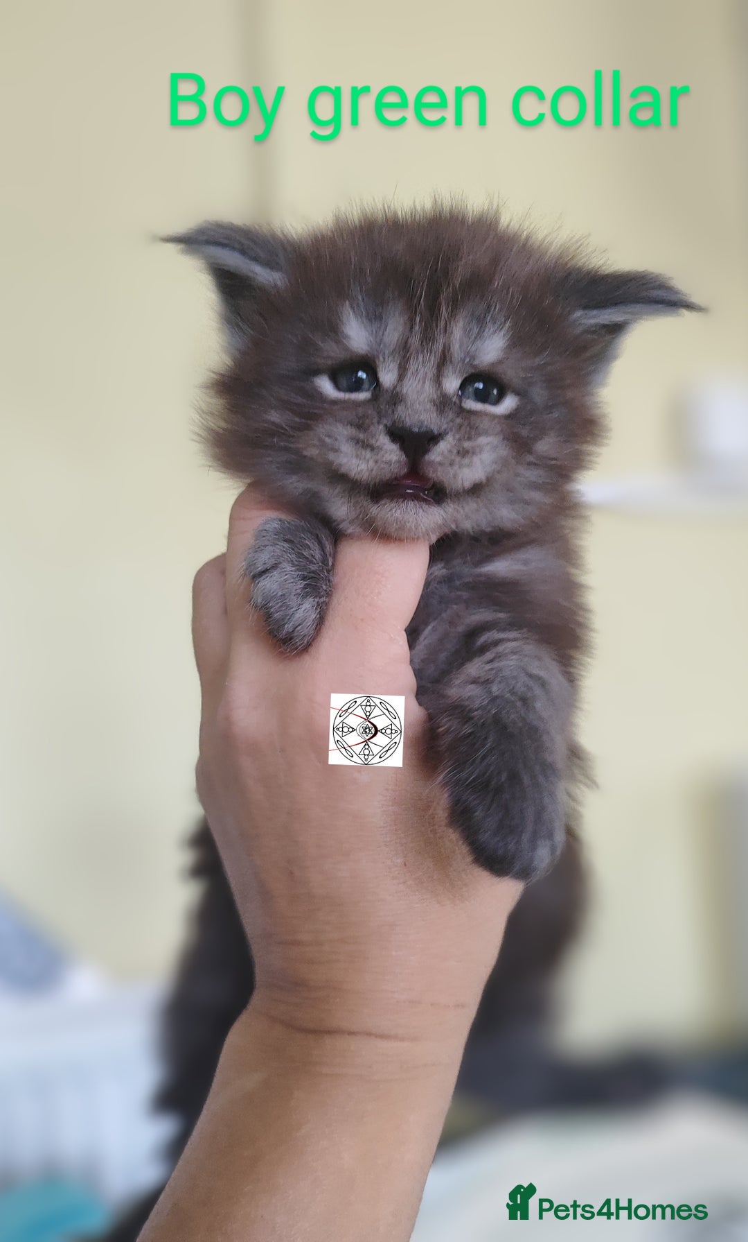 Maine Coon cats for sale: Absolutelly gorgeous kittens  - Image 12