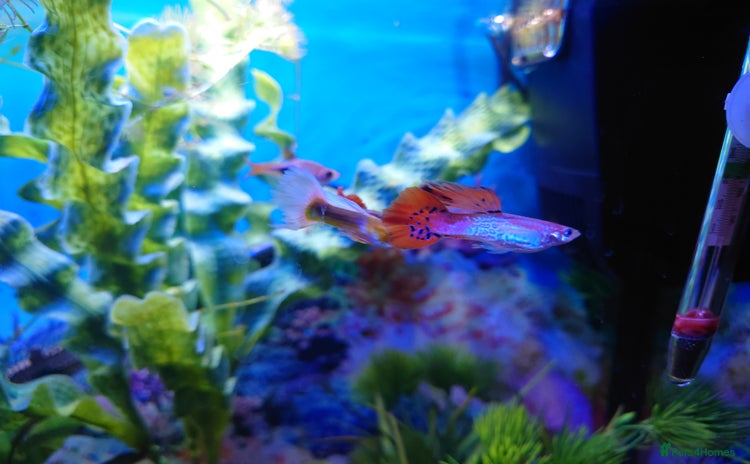 Other/Mixed Breed fish - Advert 15