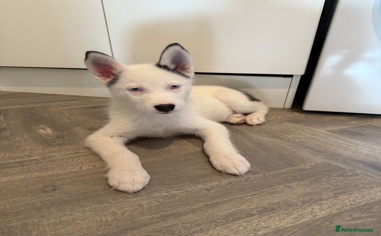 Siberian Husky dogs - Advert 1