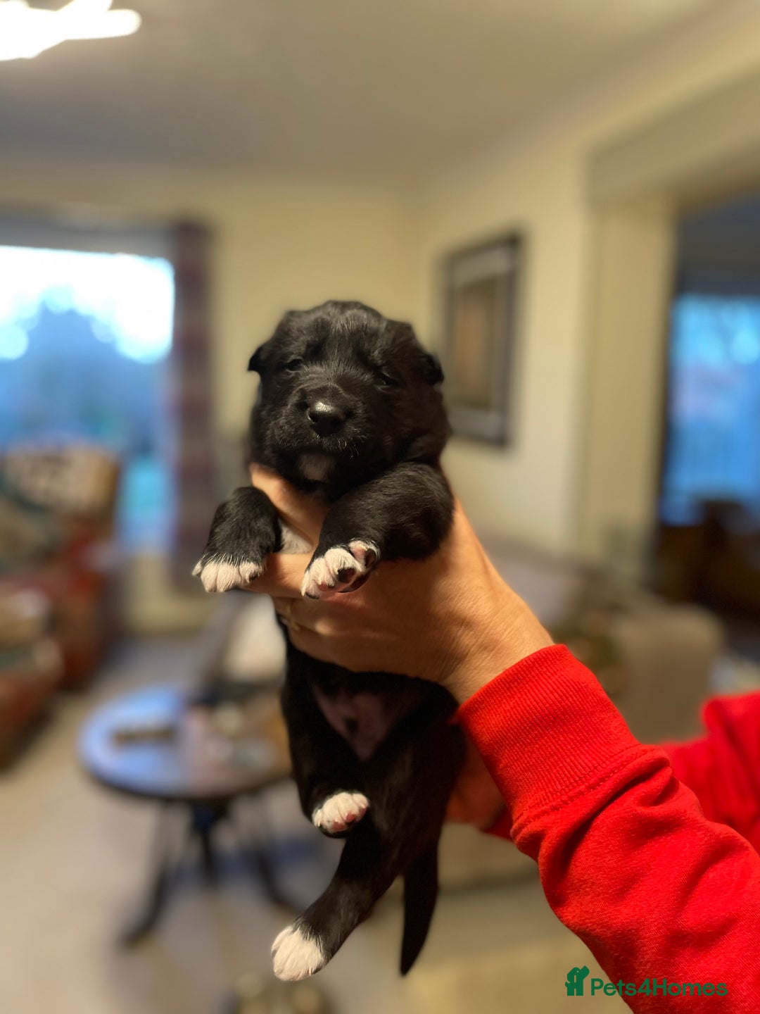 Mixed Breed dogs for sale: border collie x German shepherd \ Belgian puppys - Advert 5