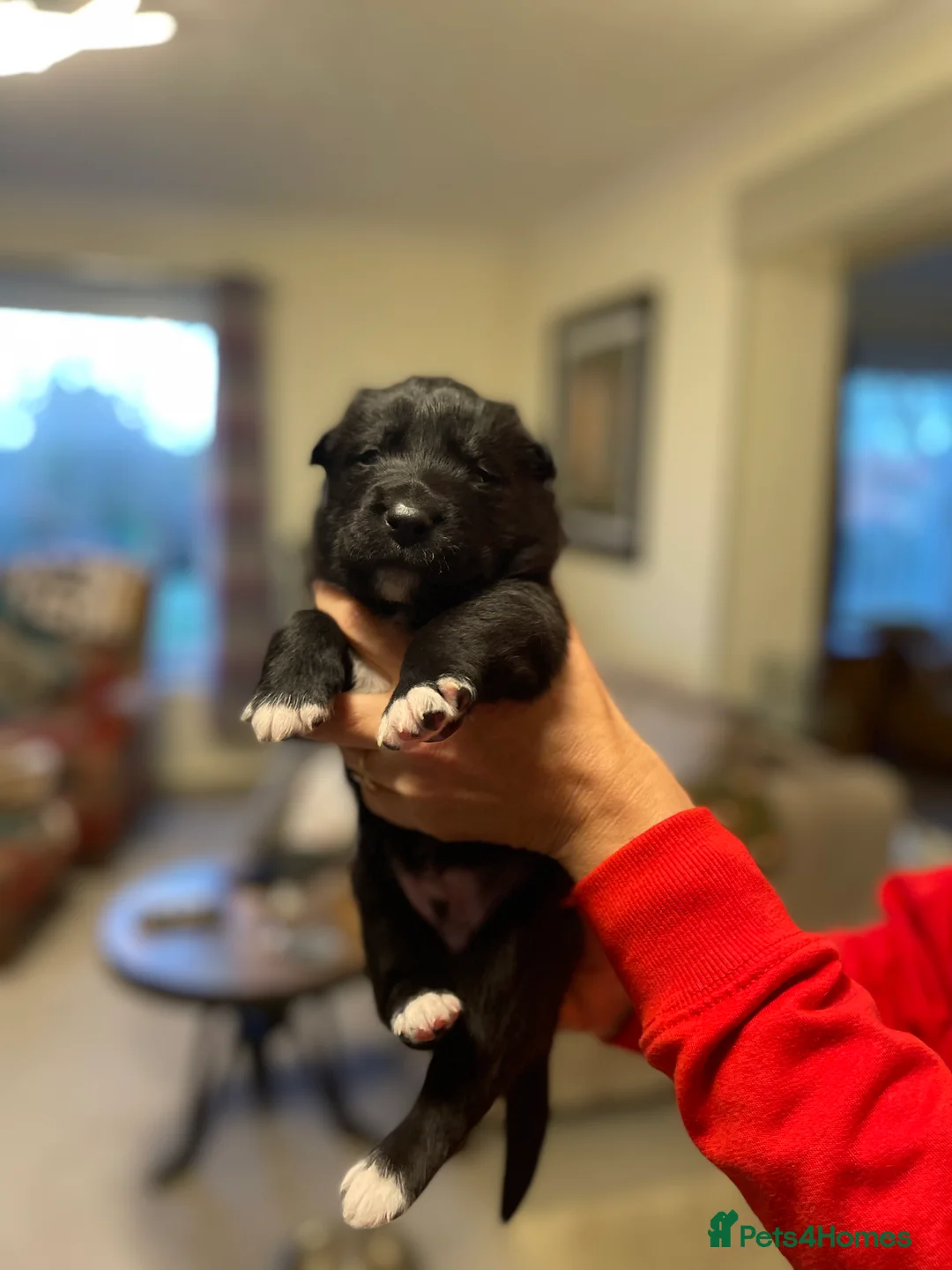 Mixed Breed dogs for sale: border collie x German shepherd \ Belgian puppys - Advert 4