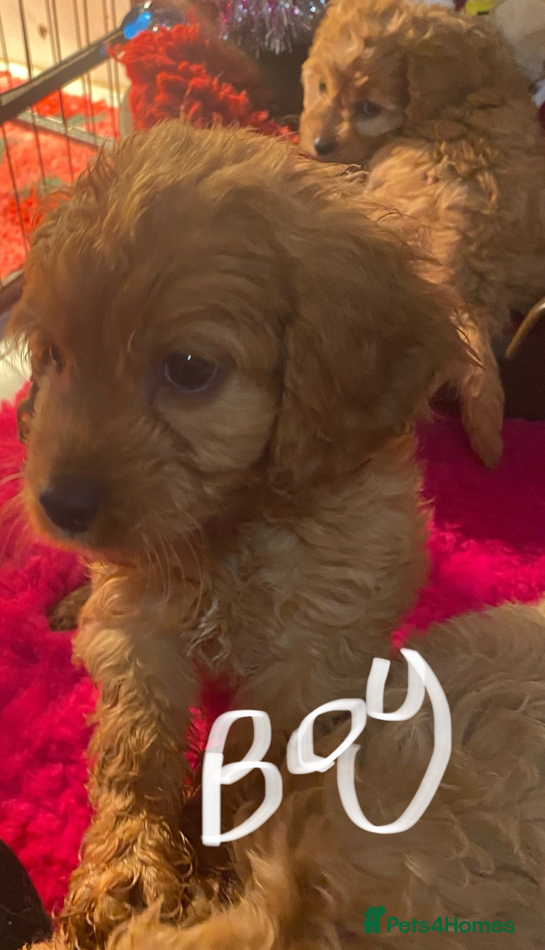 Cavapoo dogs for sale: F1 cavapoo puppys girls and boys  - Advert 10