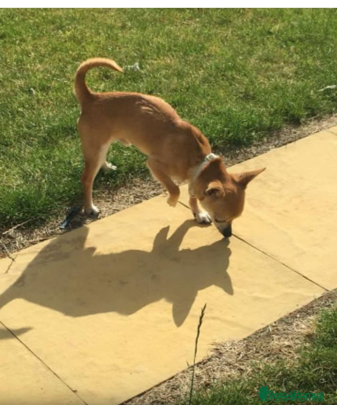 Chihuahua dogs for sale: Chihuahua puppies, two boys - Advert 7