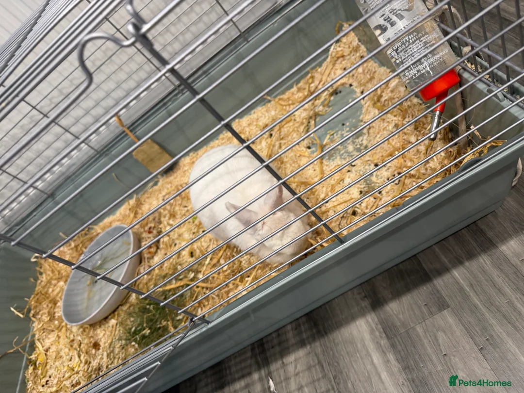 Mixed Breed rabbits for sale: Rabbit  - Advert 2