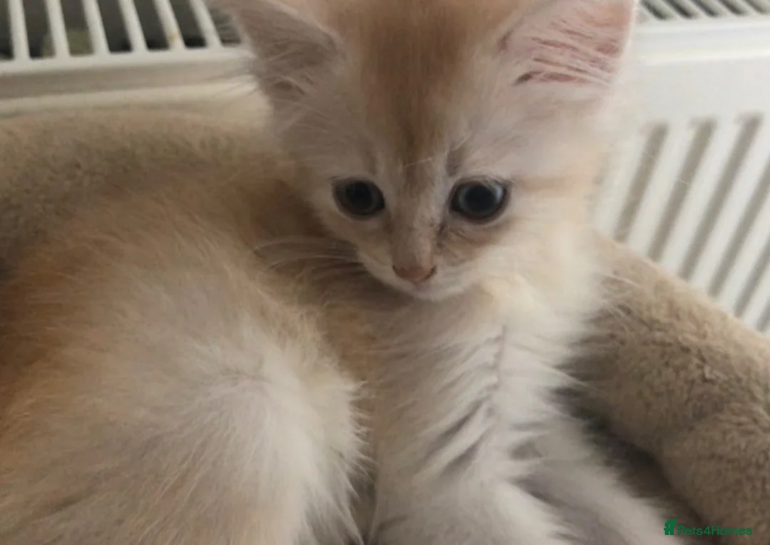 Somali cats for sale: Somali longhair boys in Uxbridge - Advert 1