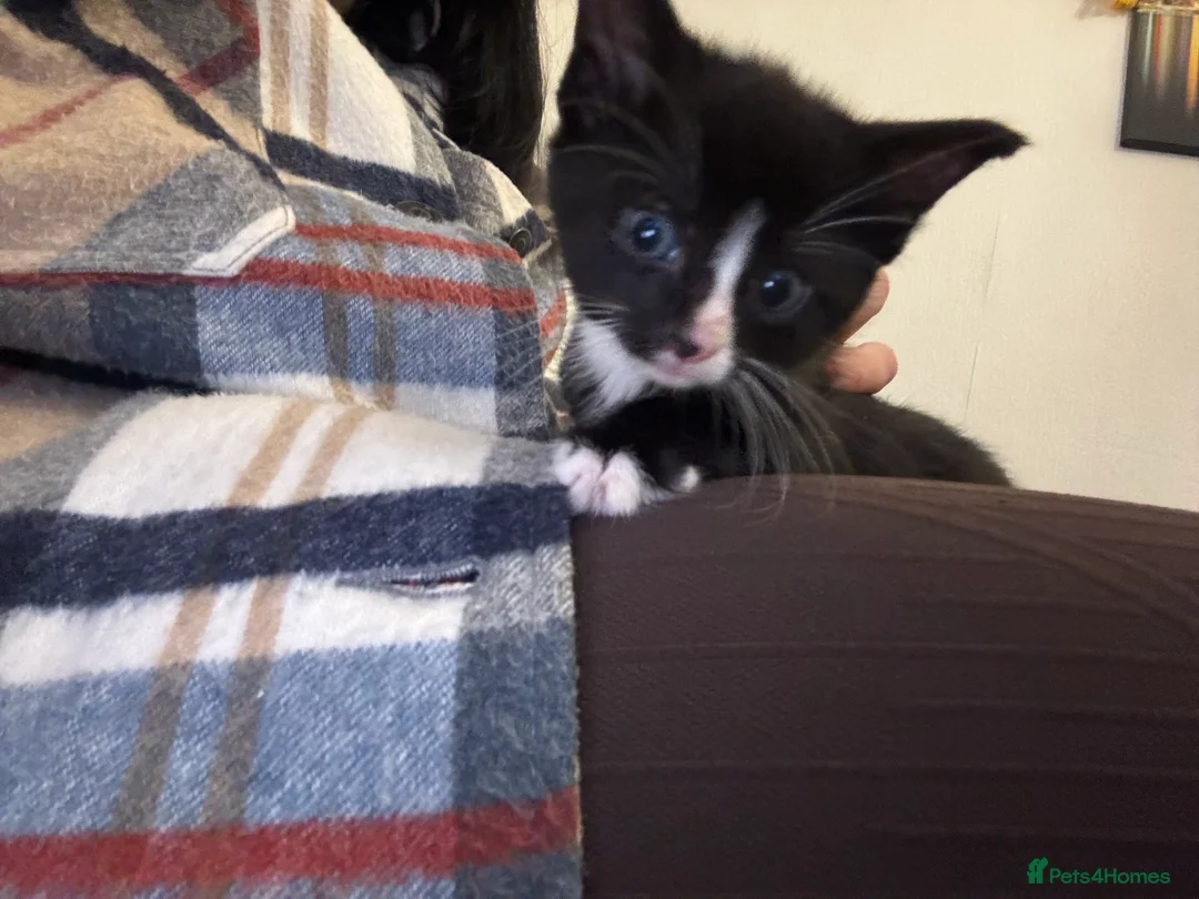 Mixed Breed cats for sale: Tuxedo and Bombay  kittens for sale  - Advert 11