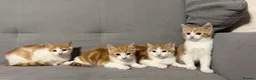 Mixed Breed cats for sale: X4 beautiful ginger kittens - Ready for rehoming - Advert 2