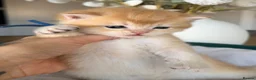 British Shorthair cats for sale: 3 stunning golden kitty’s  - Advert 3
