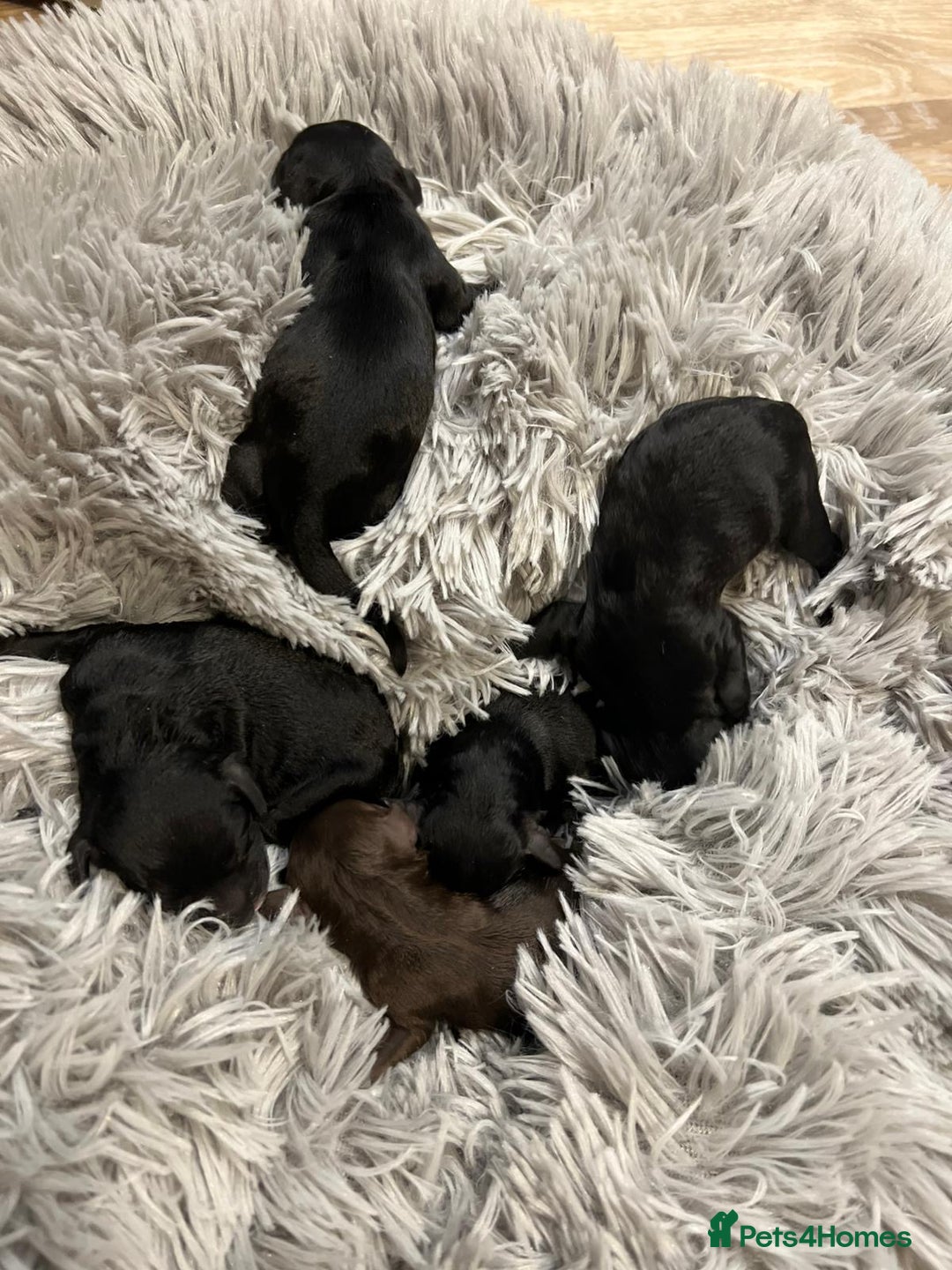 Cockapoo dogs for sale: Cockapoo puppies - Advert 3