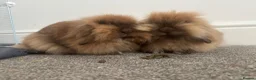 Mini Lion Lop rabbits for sale: 2 beautiful mini lion loop rabbits sister in Liverpool - Advert 3