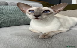 Siamese cats for sale: Outstanding pedigree Siamese Oriental kittens - Image 4