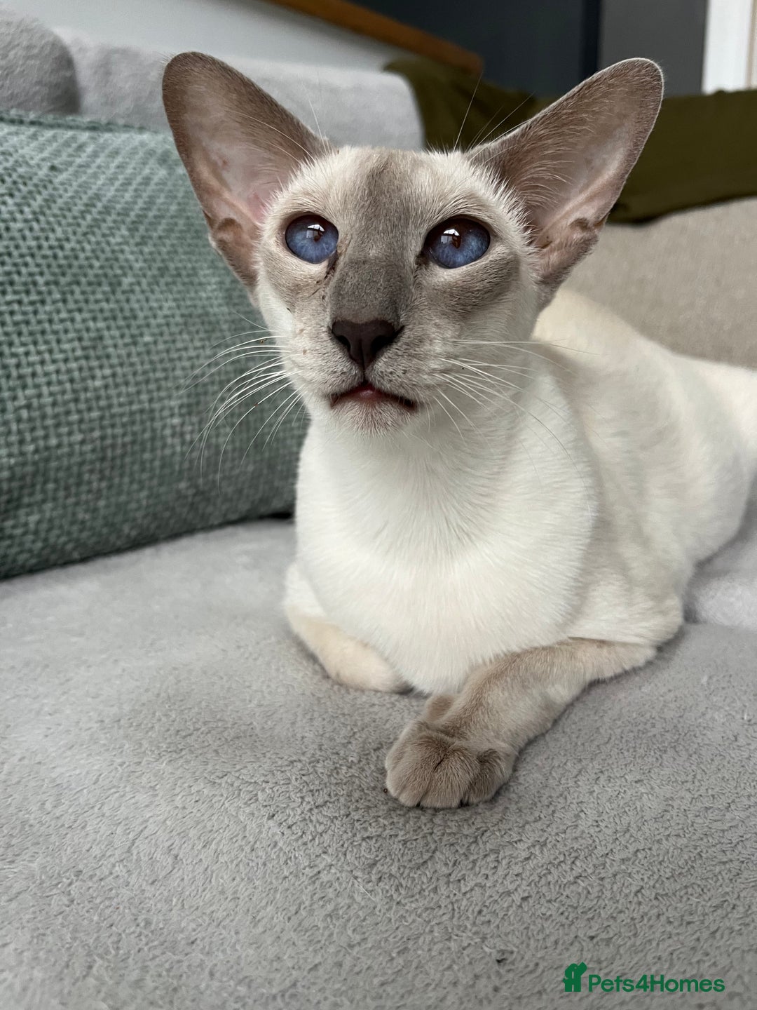 Siamese cats for sale: Outstanding pedigree Siamese Oriental kittens - Image 4