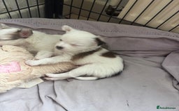 Chihuahua dogs for sale: Long haired chihuahuas  - Image 12