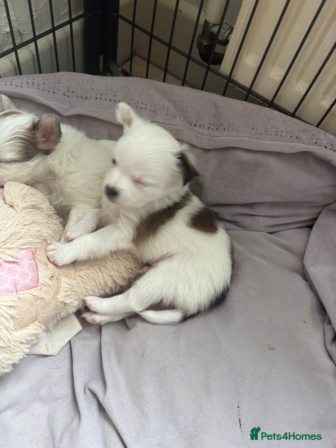 Chihuahua dogs for sale: Long haired chihuahuas  - Image 12