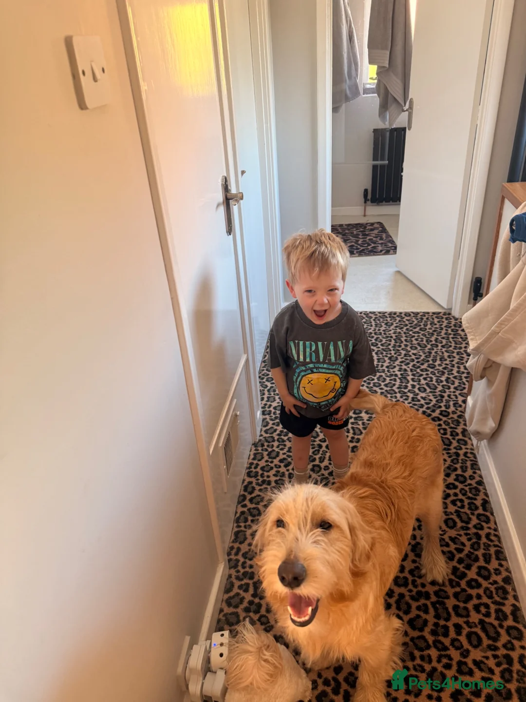 Mixed Breed dogs for sale: Goldendoodle 9 month old male puppy - Advert 4