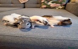 Guinea Pig rodents for sale: Two boys and girls, sold in pairs - Image 2