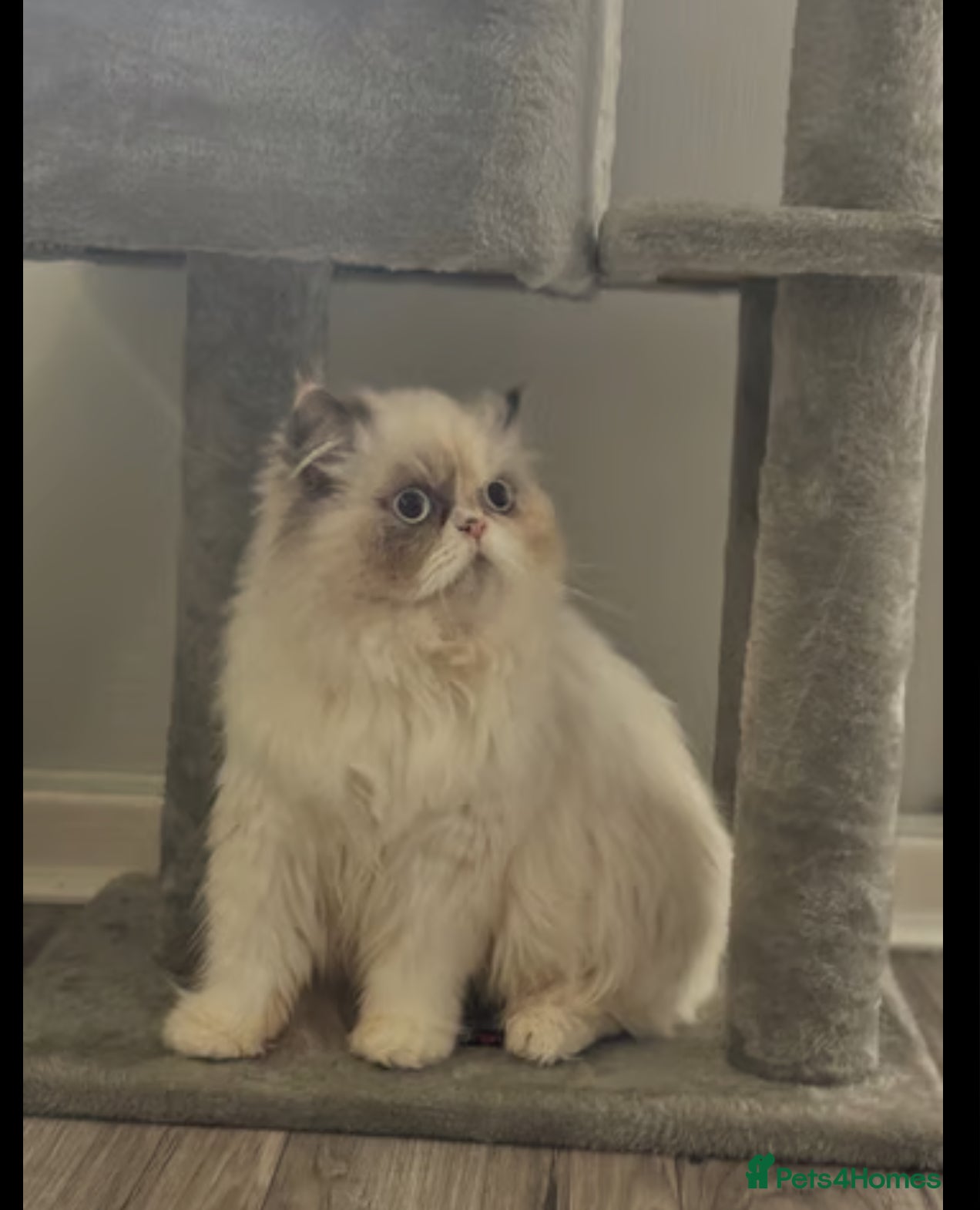 Persian cats Persian female  - Advert 3