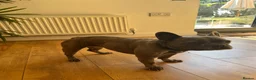French Bulldog dogs for sale: Gigi - French bulldog  - Advert 2
