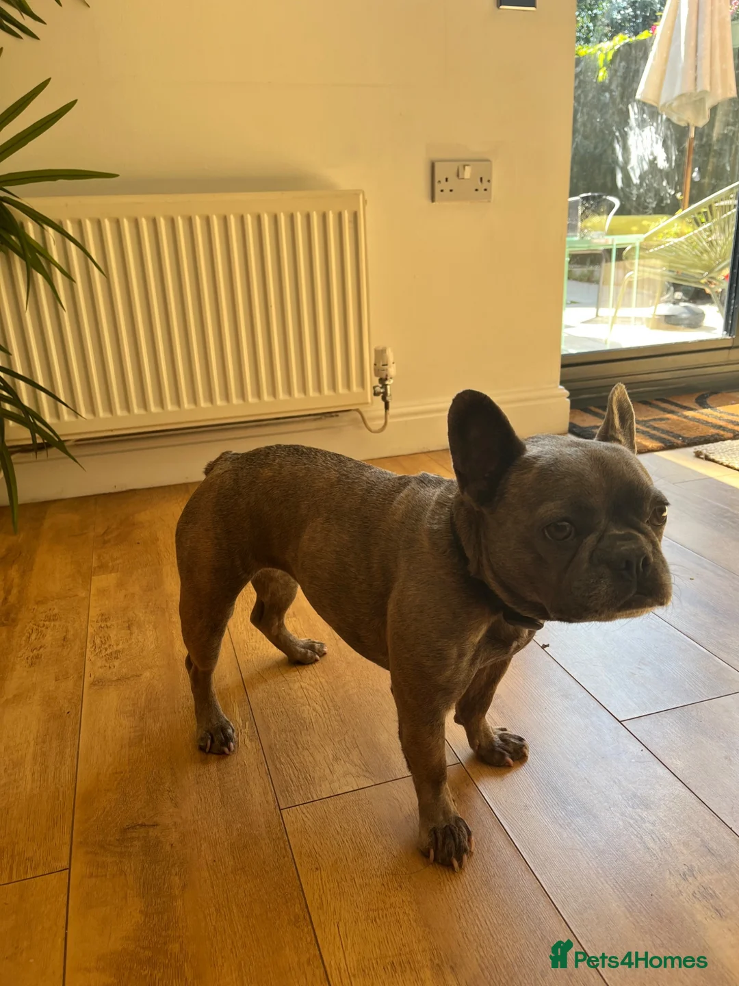 French Bulldog dogs for sale: Gigi - French bulldog  - Advert 2