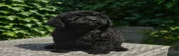 Labradoodle dogs for sale: Exceptional F2B Midi Teddybear Labradoodles - Advert 14