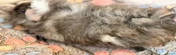Guinea Pig rodents for sale: LOVELY BABY GUINEA PIGS - Advert 7