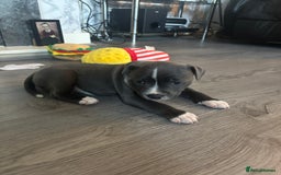 Staffordshire Bull Terrier dogs for sale: ✨ Blue Staffy Pups – Happy, Healthy & Loving!  - Image 15