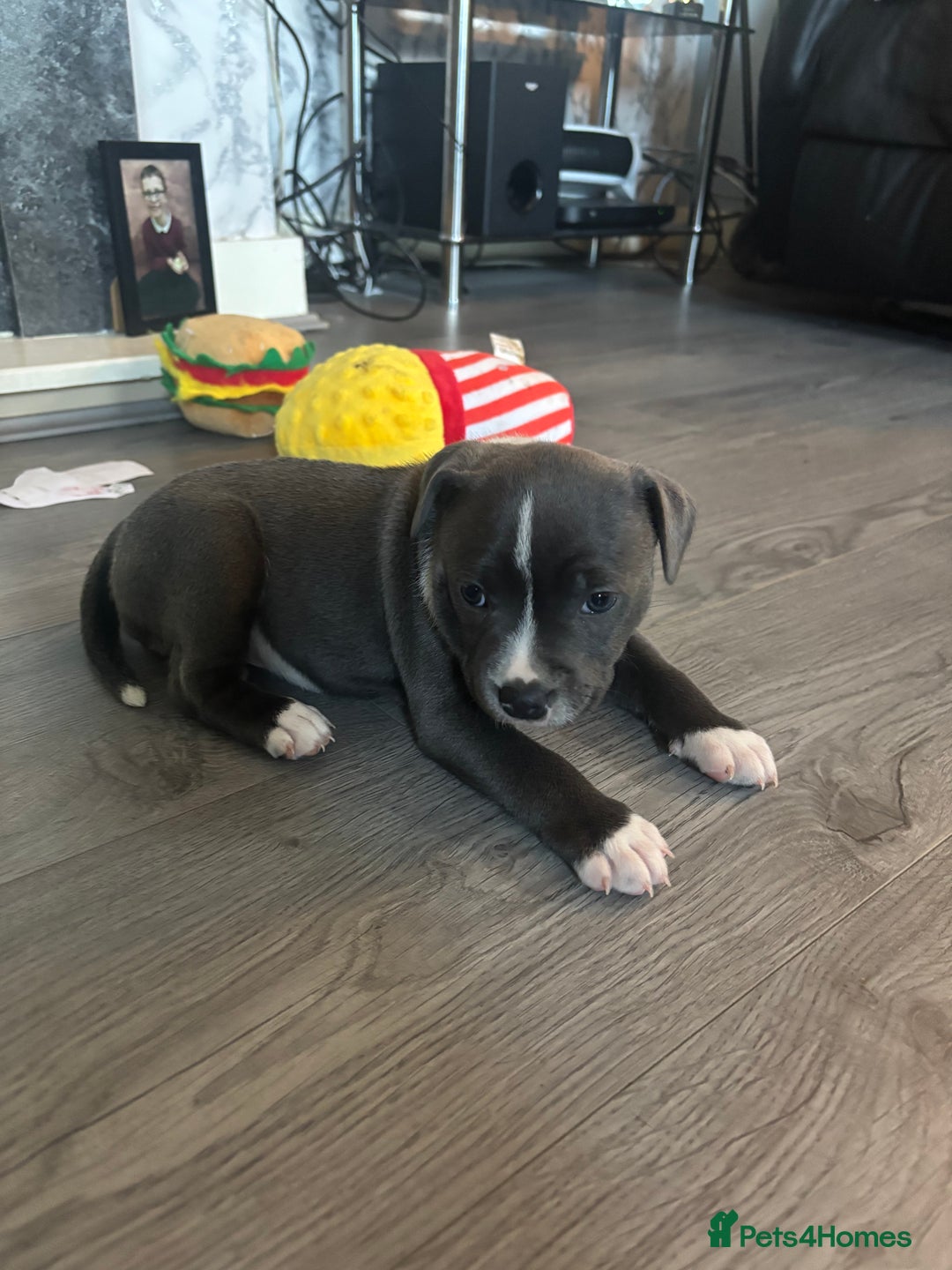 Staffordshire Bull Terrier dogs for sale: ✨ Blue Staffy Pups – Happy, Healthy & Loving!  - Image 15