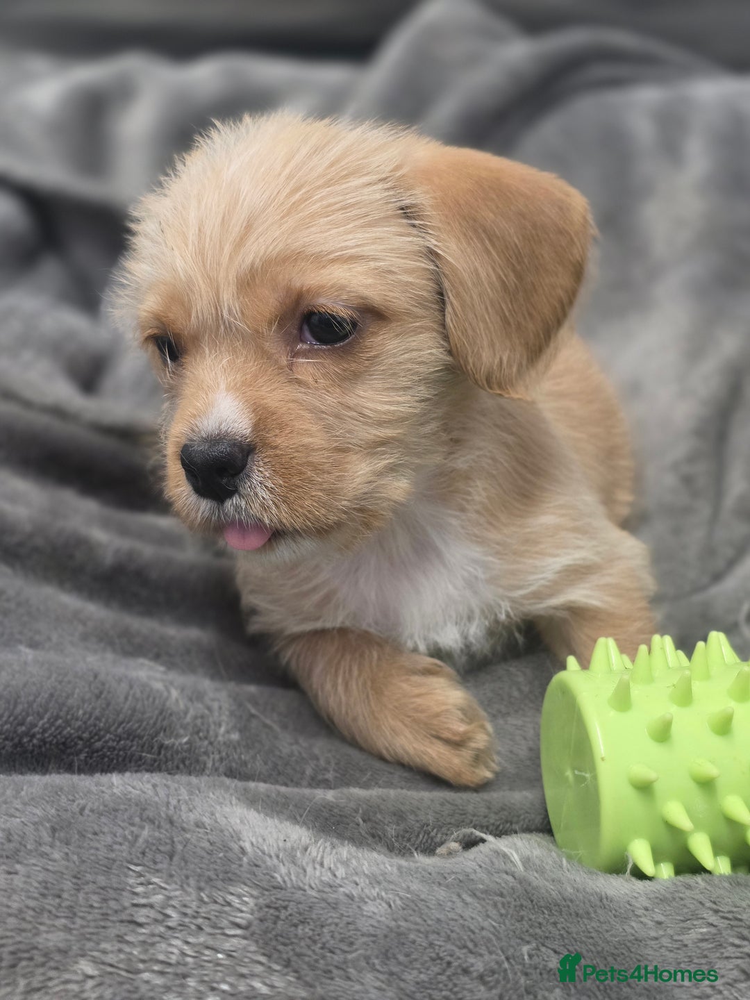 Mixed Breed dogs for sale: Jug puppies - Image 12
