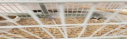 Budgerigars birds for sale: Love birds, java sparrows & paroletts  - Advert 6