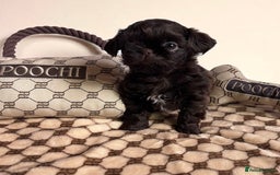Shih Tzu dogs for sale: Stunning KC chocolate imperial Shihtzu puppies - Image 9