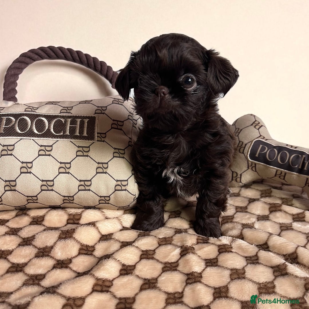 Shih Tzu dogs for sale: Stunning KC chocolate imperial Shihtzu puppies - Image 9