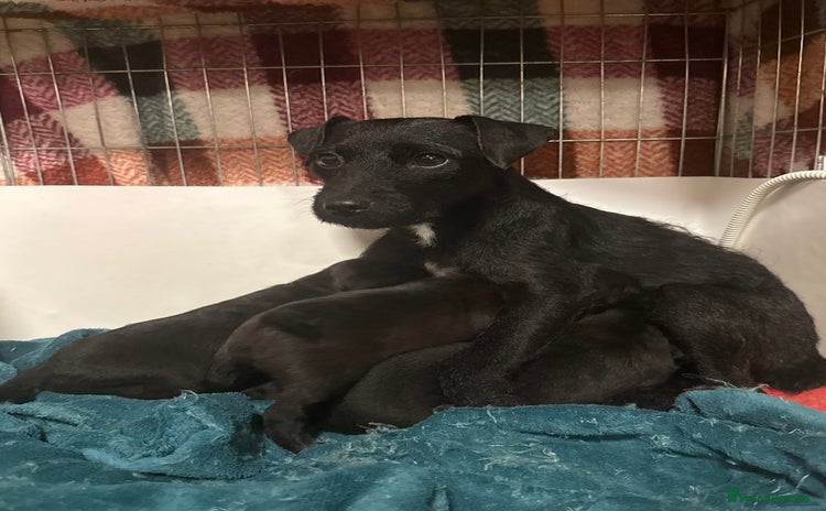 Mixed Breed dogs 4 Stunning Patterdale X Lakeland Terrier puppies - Advert 11