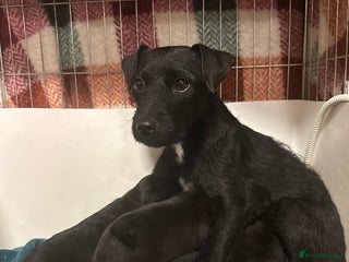 Mixed Breed dogs 4 Stunning Patterdale X Lakeland Terrier puppies - Advert 1