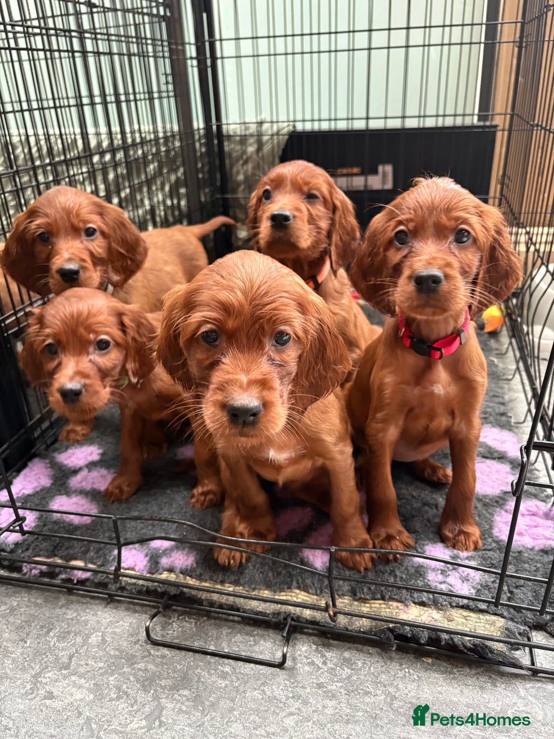 Irish Setter dogs for sale: ❤️🇮🇪Irish setter pups🇮🇪❤️ - Advert 7